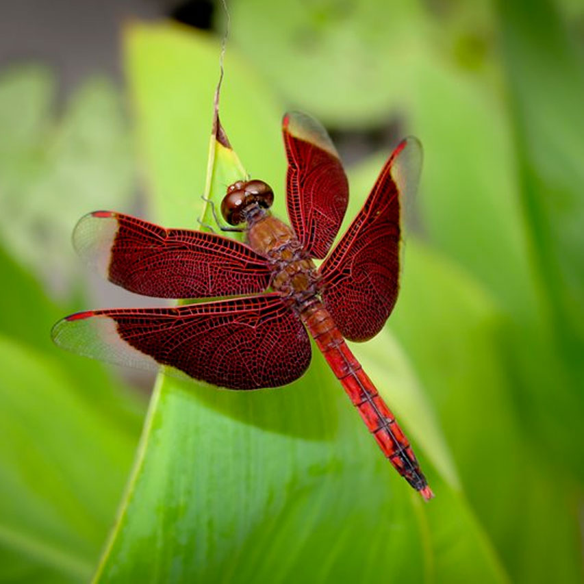 beautiful red dragonfly