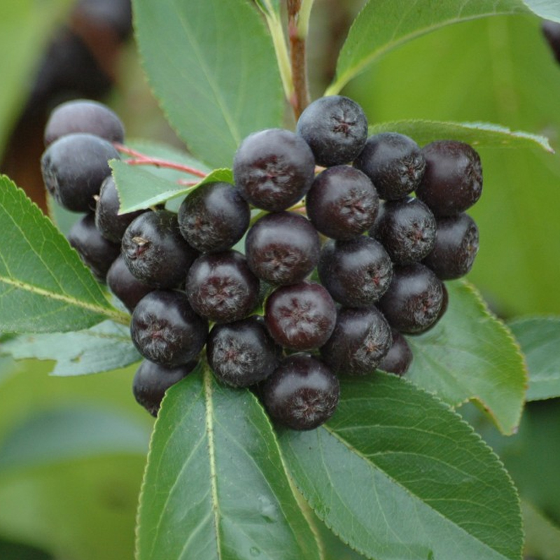 Black chokeberries