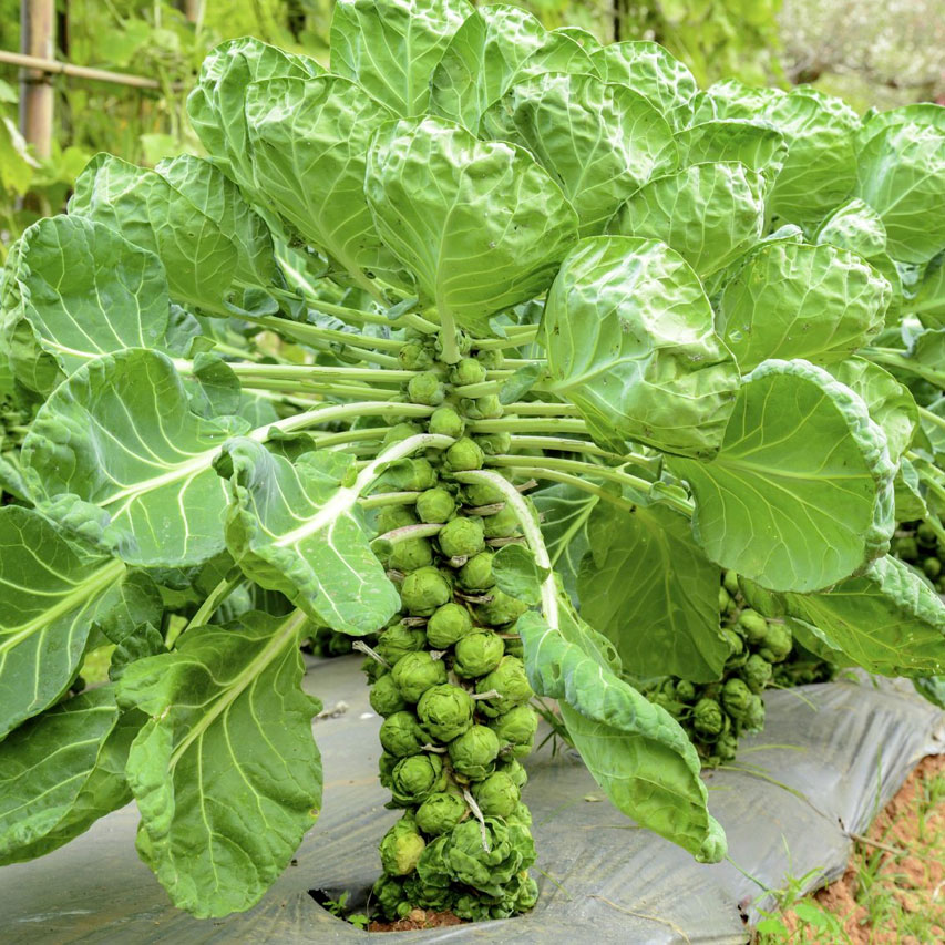 brussel sprout planT
