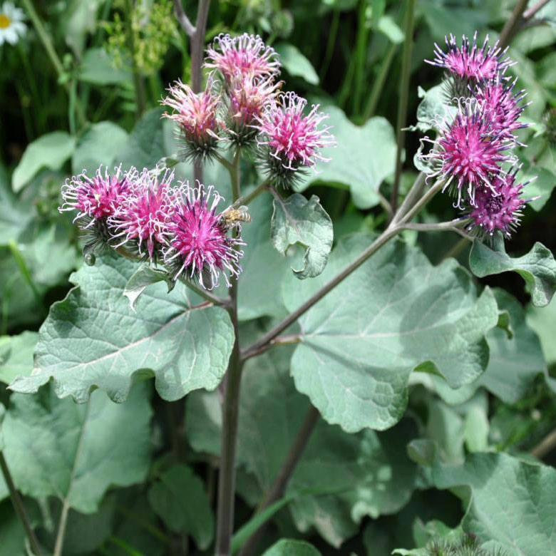 Arctium lappa burdock edible weed