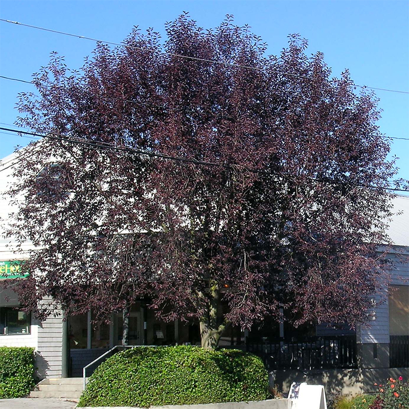 Canada red chokecherry tree