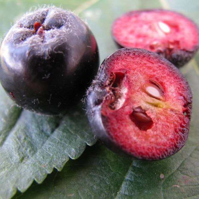 Chokeberry seeds