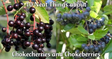 chokecherries and chokeberries