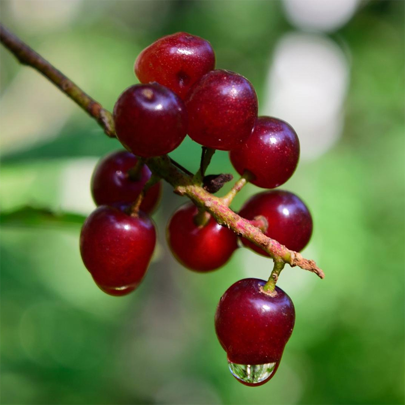 chokecherry fruit