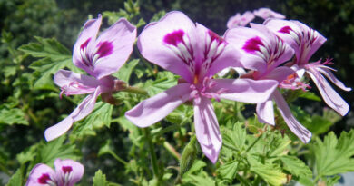 cooking with pelargoniums