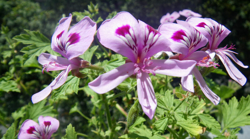 cooking with pelargoniums