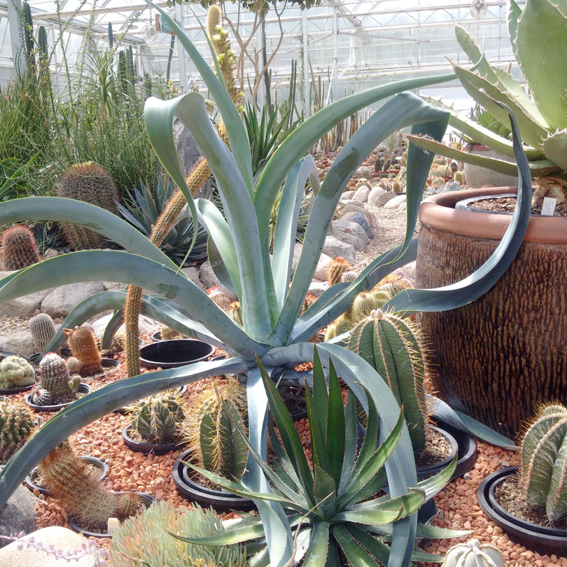 10 neat things about succulents