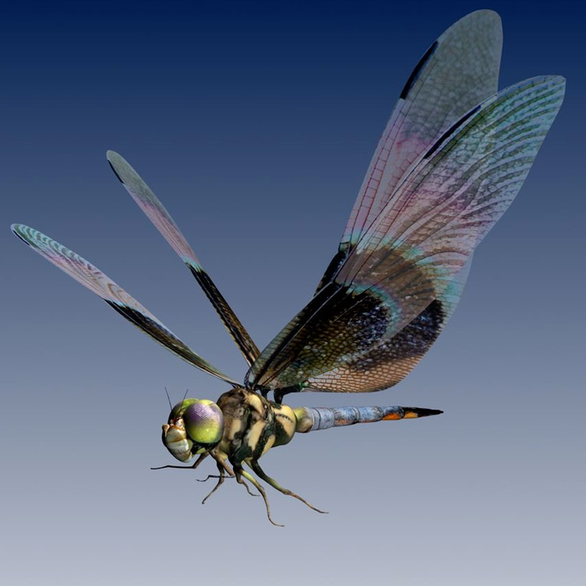 dragonflies are great fliers