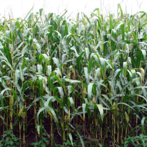 corn is grass