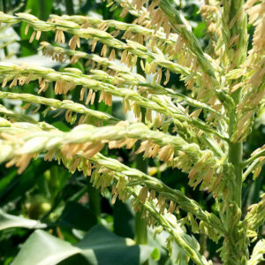 Corn pollen