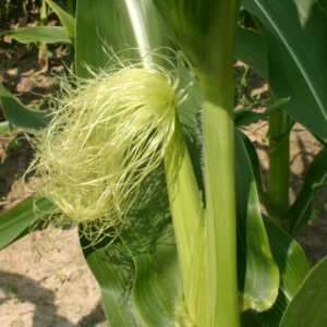 Female corn silk