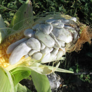 Corn smut