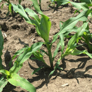 Corn suckers/tillers