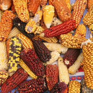 corn vaieties