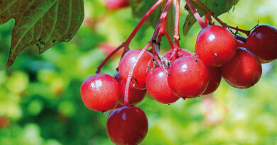 highbush cranberry