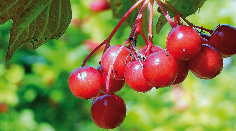 highbush cranberry