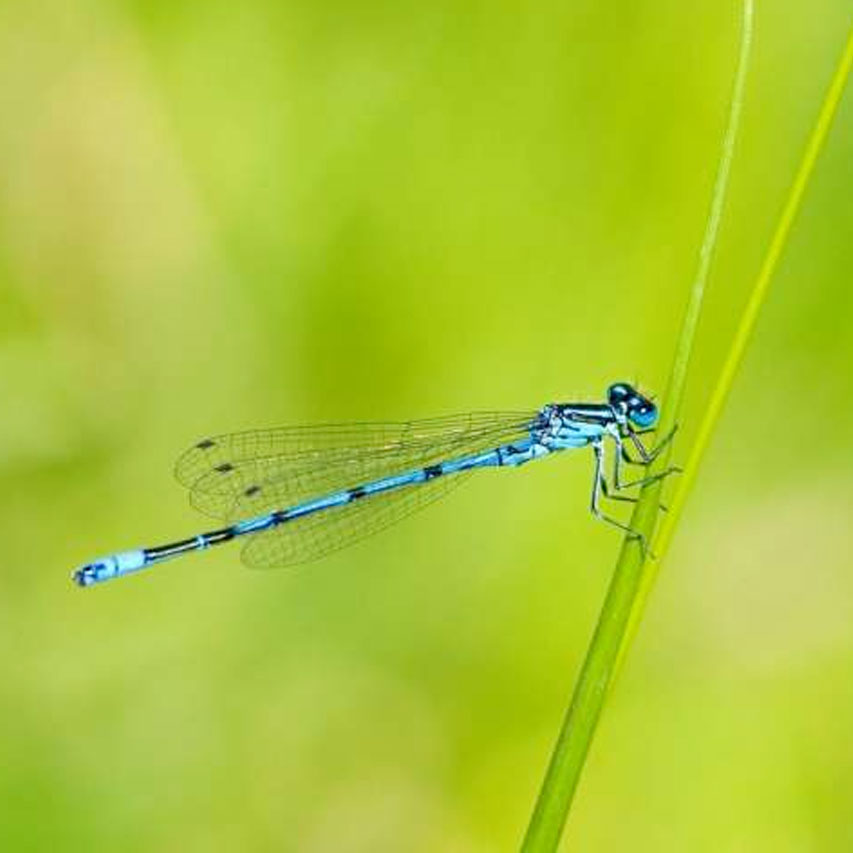 10 neat things about dragonflies damselfly