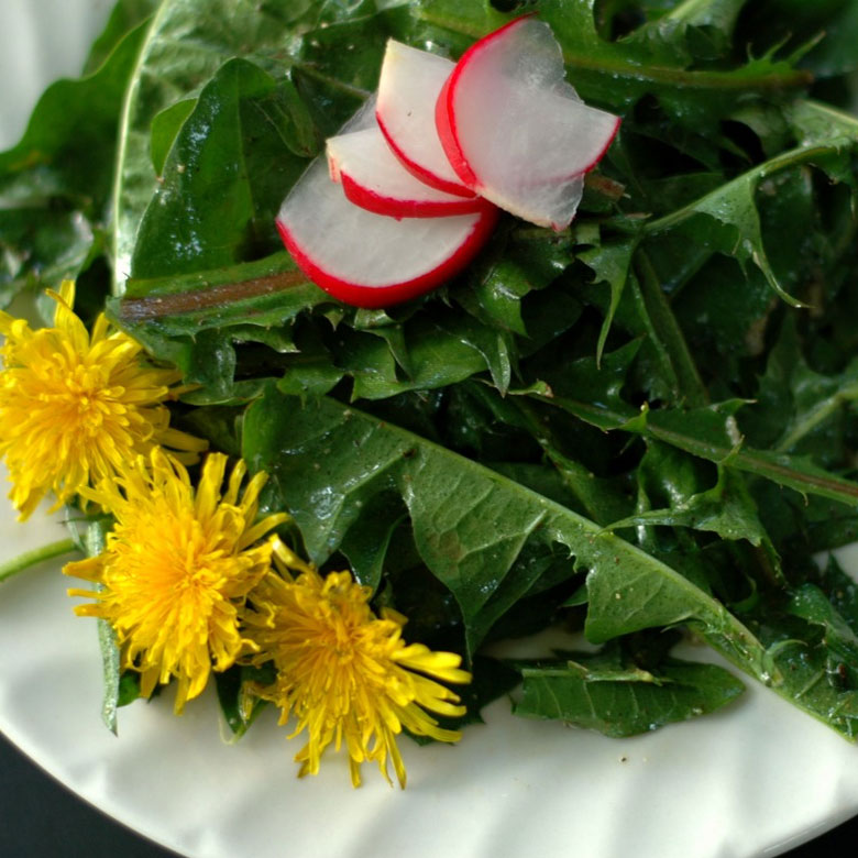 dandelion salad edible weed