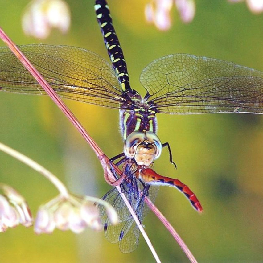 dragonflies eating another dragonfly