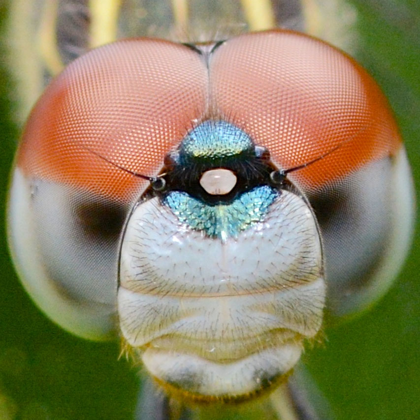 dragonfly eyes 10 Neat Things about dragonflies