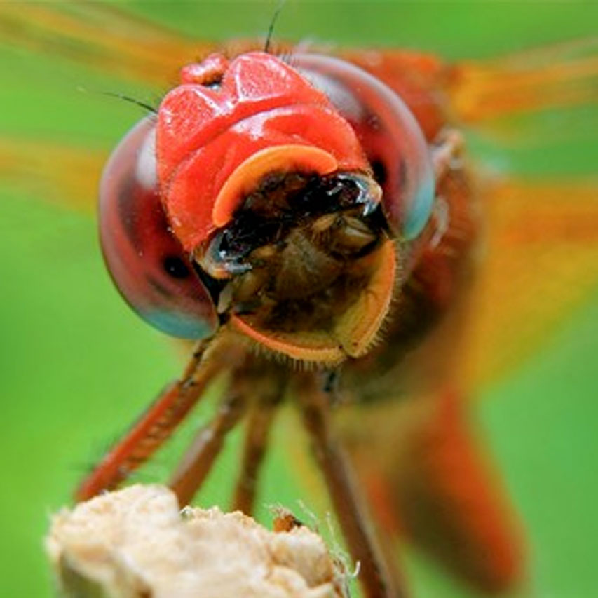 dragonfly jaws
