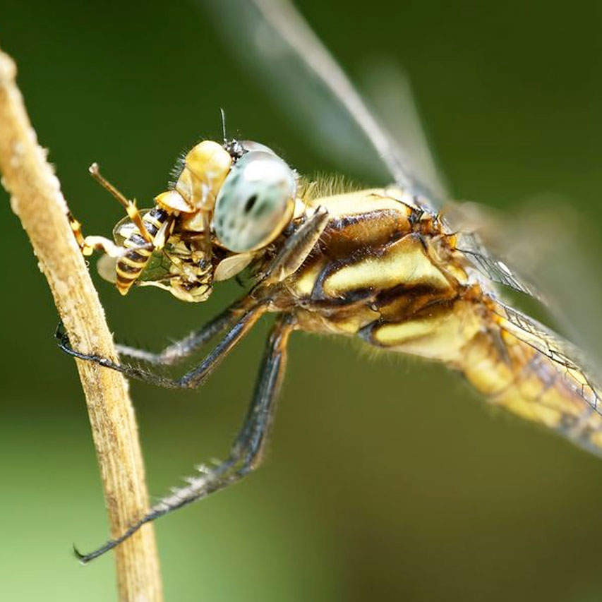 dragonfly eating a wasp