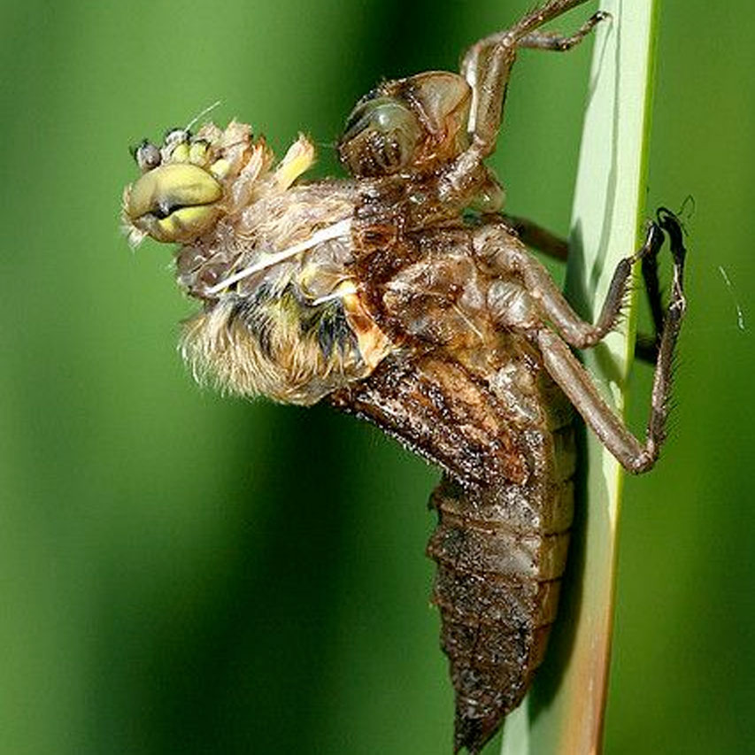 moulting dragonfly nymph