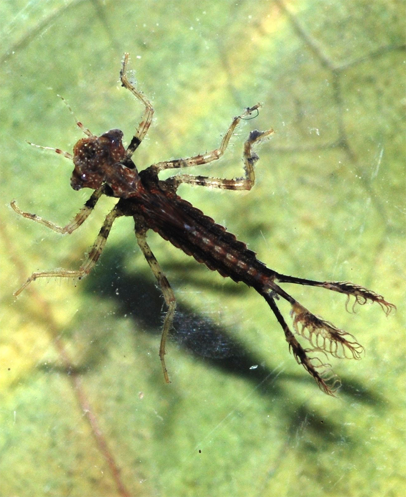 dragonfly nymph