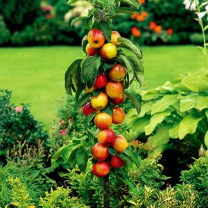 Dwarf apple tree