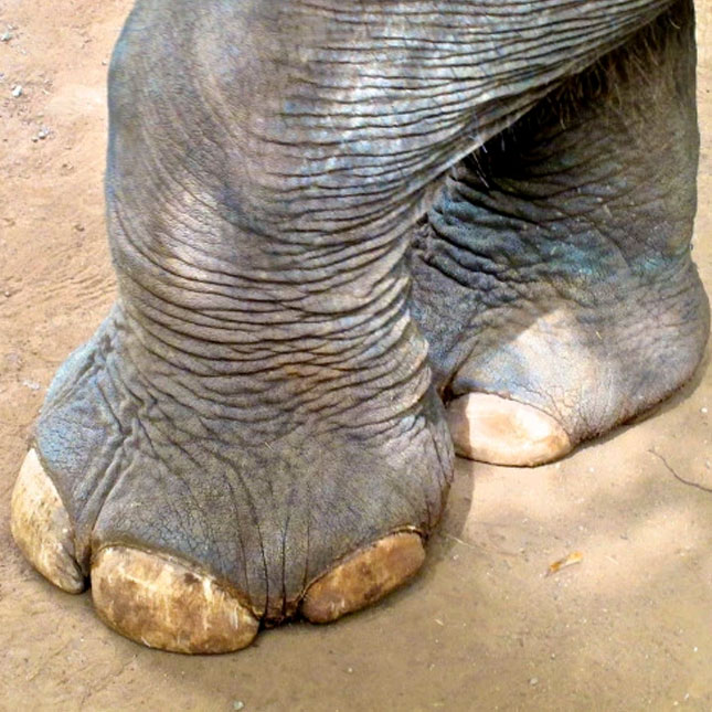 elephant feet