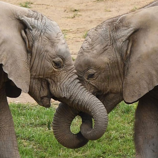elephant trunk