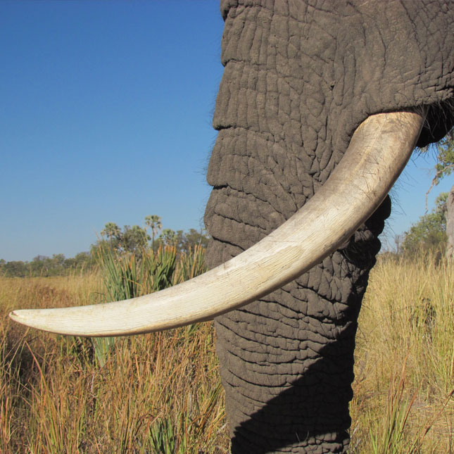 elephant tusks
