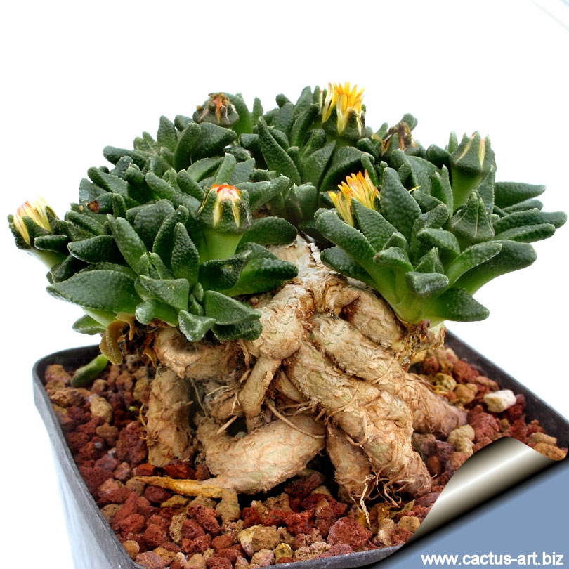 succulents Nananthus vittatus