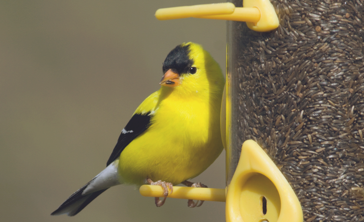 finches at feeders