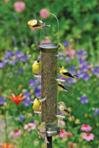 goldne finches at the feeder