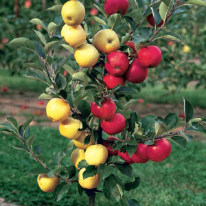 Grafted apple tree