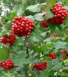 highbush cranberry