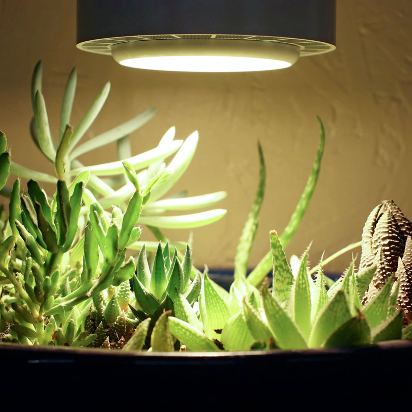 10 neat things about succulents indoor