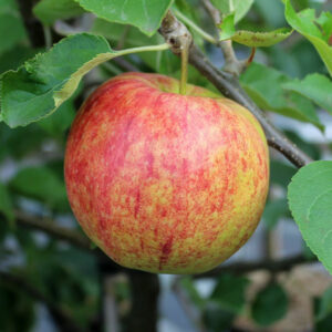 Jonagold apple