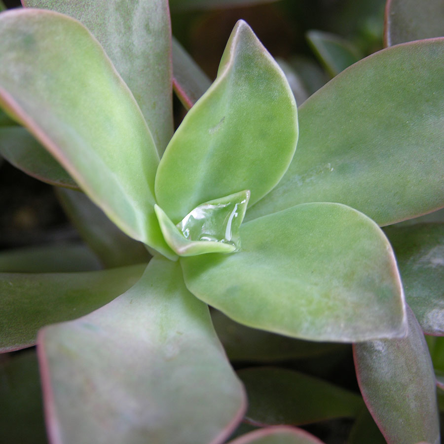 succulent juicy leaves