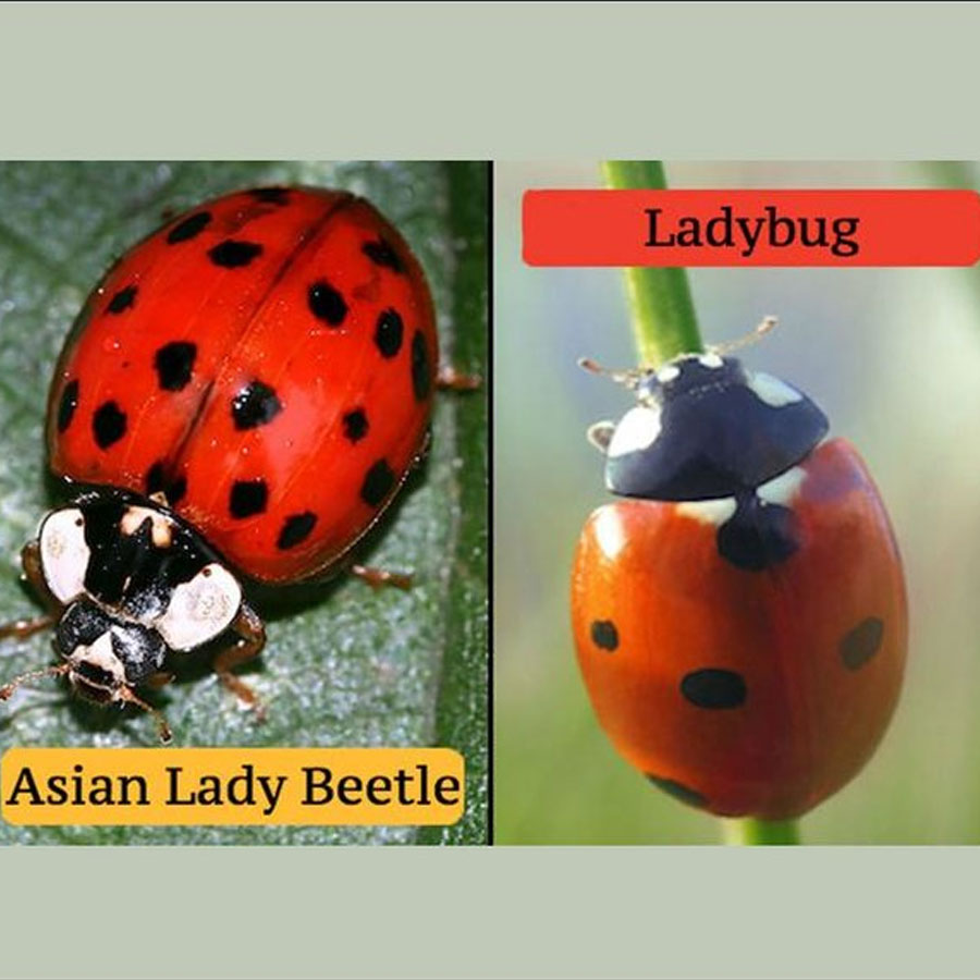 Asian ladybug vs ladybug