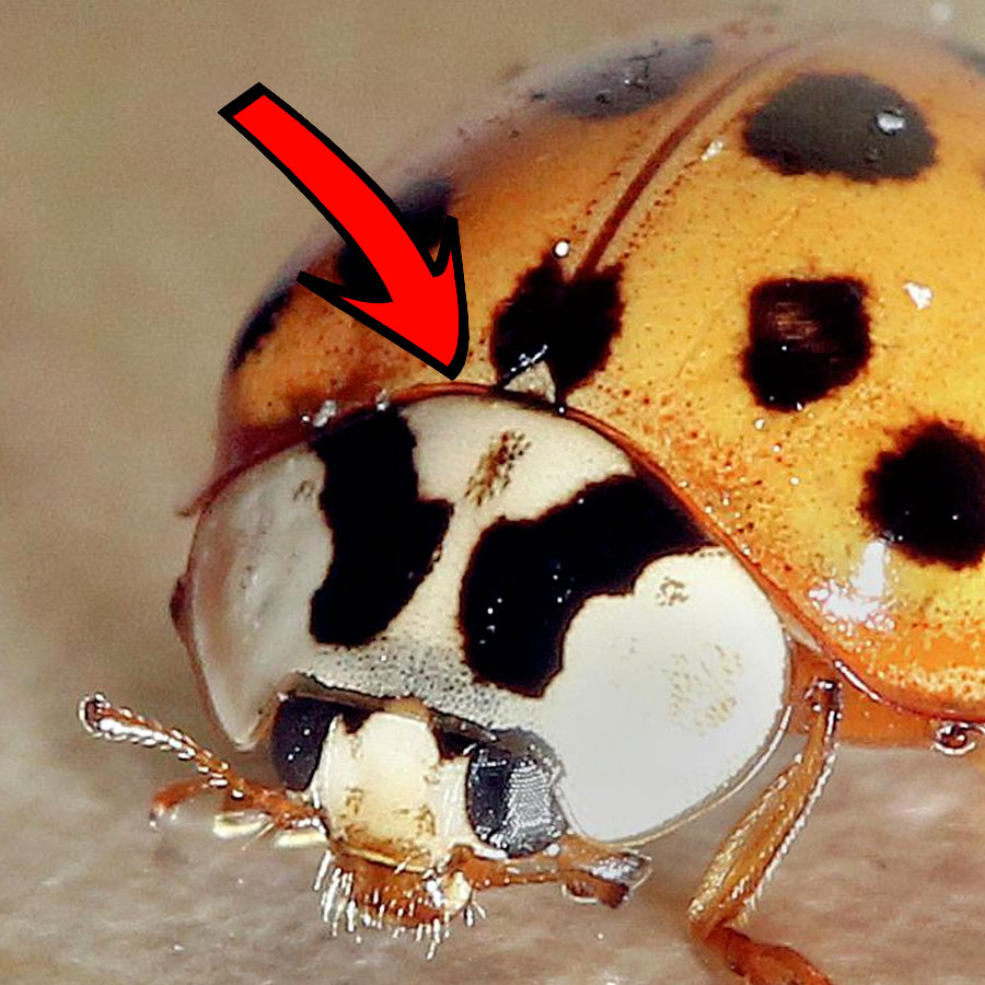 asian ladybug mark
