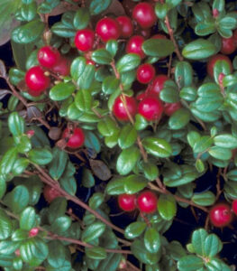 lowbush cranberry