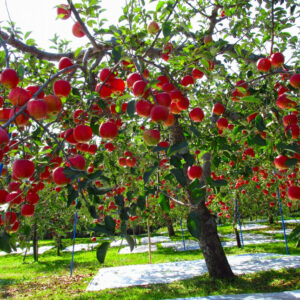 regular apple tree