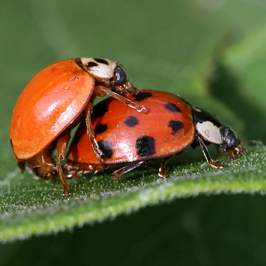 Asian ladybugs mating