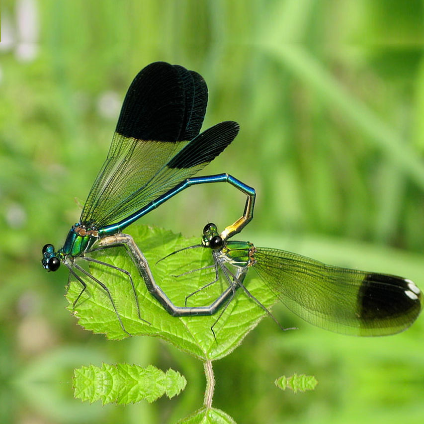 mating dragonflies