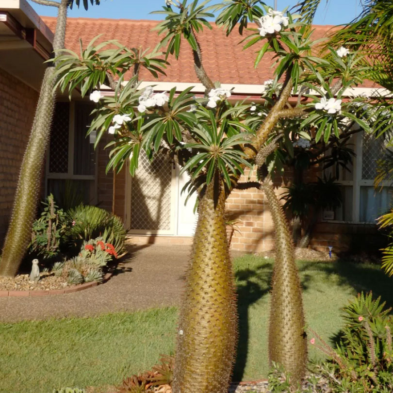 succulents pachypodium lamerei
