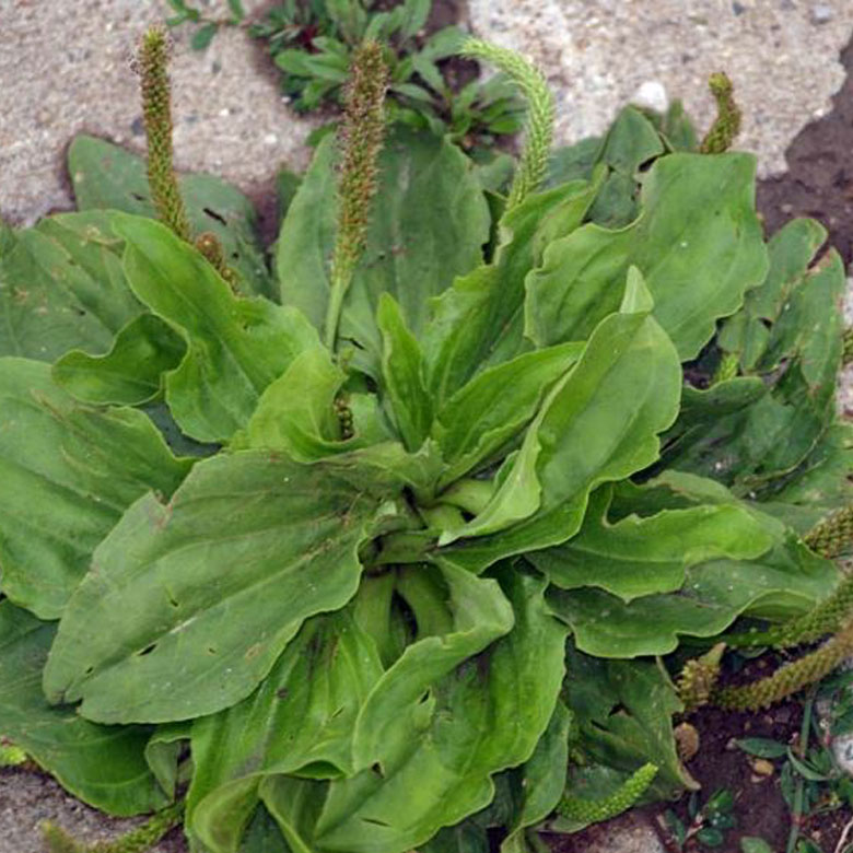 edible weed plantain broadleaf