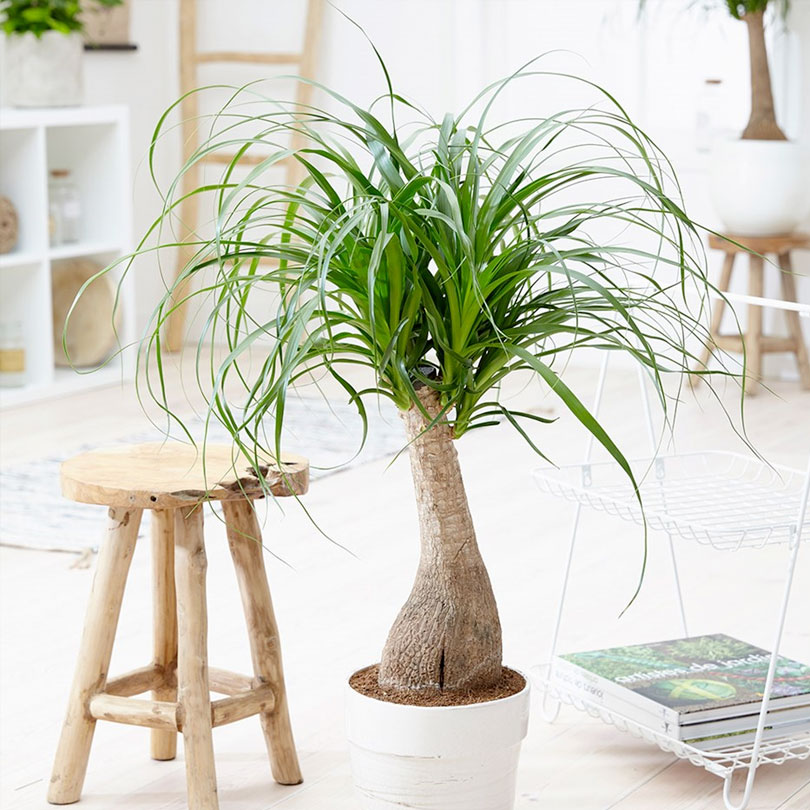 10 neat things about succulents ponytail palm
