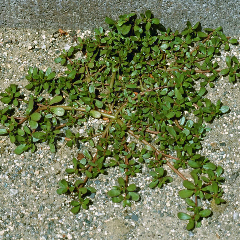 edible weeds portulaca